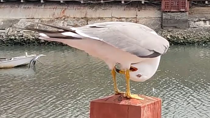 海鸥(阴暗的大笑