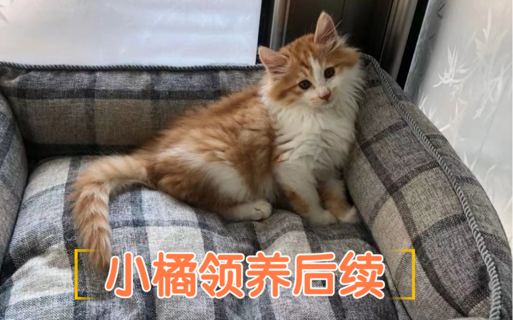 小橘猫领养后续,被爱紧紧围绕,取名小年糕哔哩哔哩bilibili