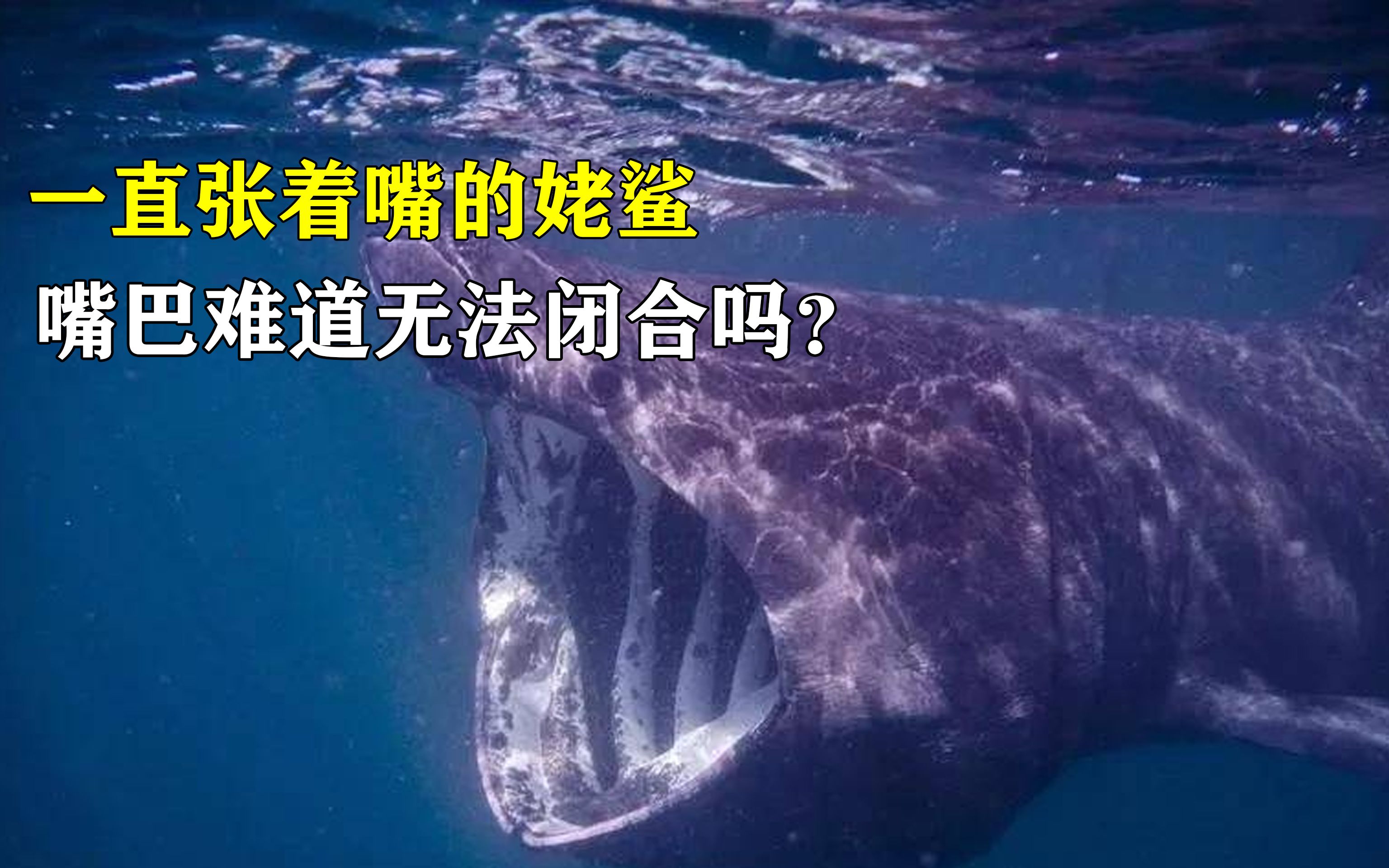 最温和的鲨鱼姥鲨,为什么要一直张着嘴巴?难道压根无法闭合吗?