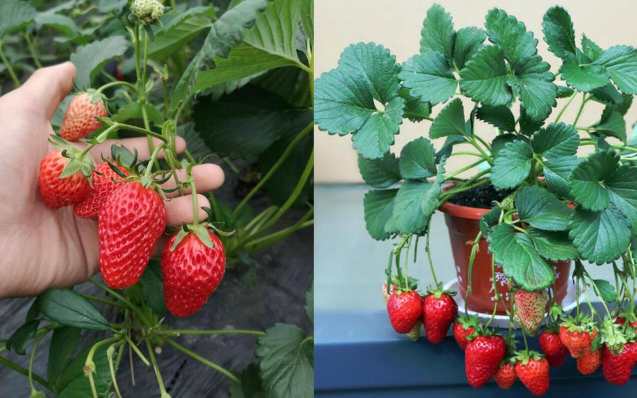 如何在阳台上种植盆栽草莓