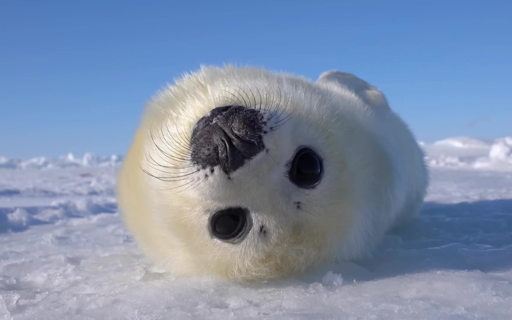 躺在雪地上的竖琴海豹