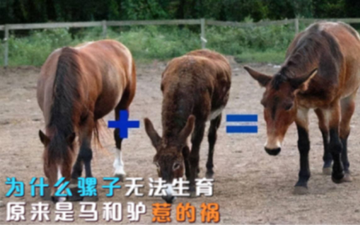 为什么骡子无法生育?原来是"马和驴"惹的祸