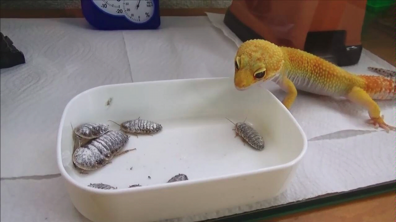 爬行动物警告豹纹守宫捕食蟑螂豹纹壁虎