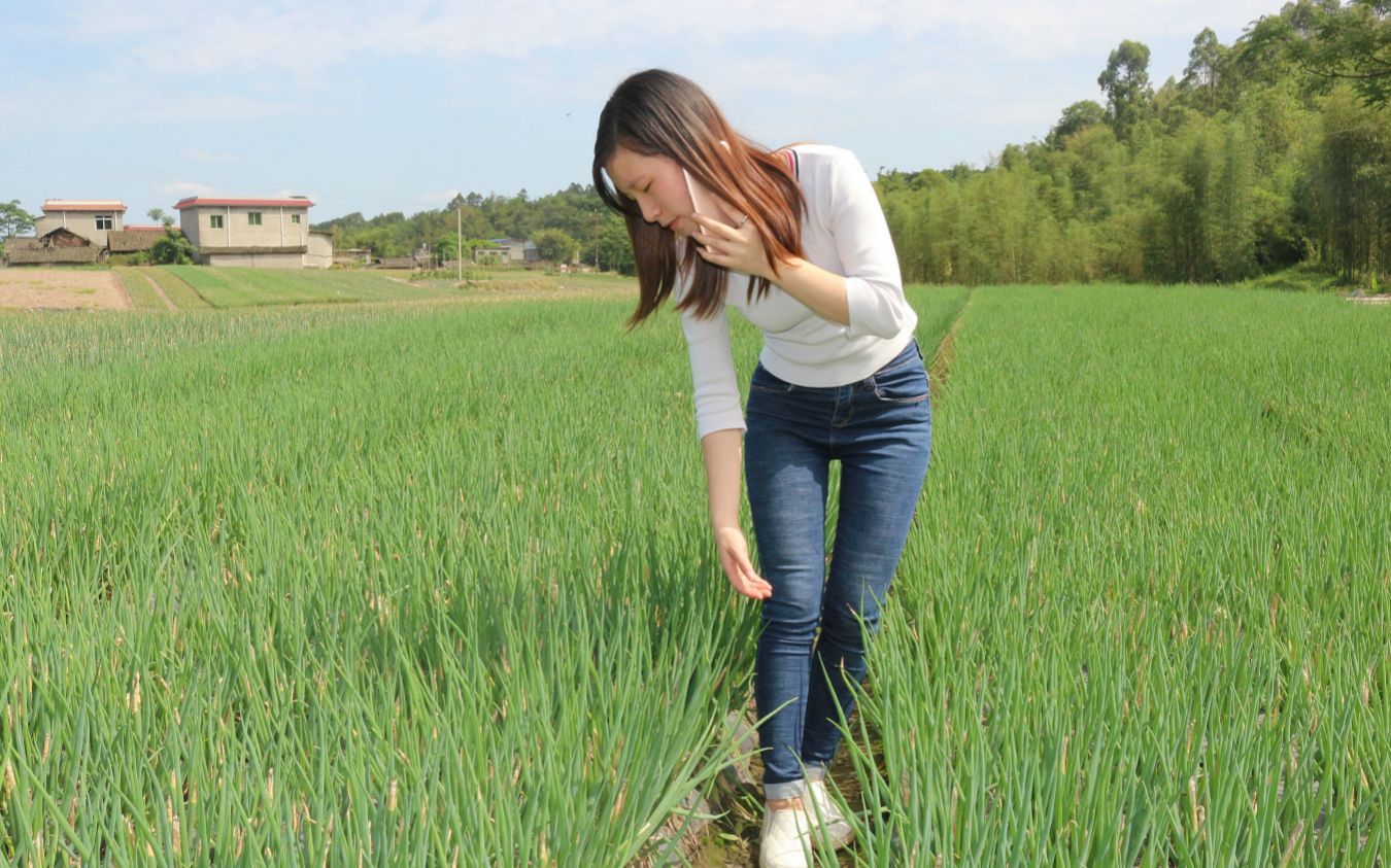 [图]芹菜的主要病虫害综合防治技术