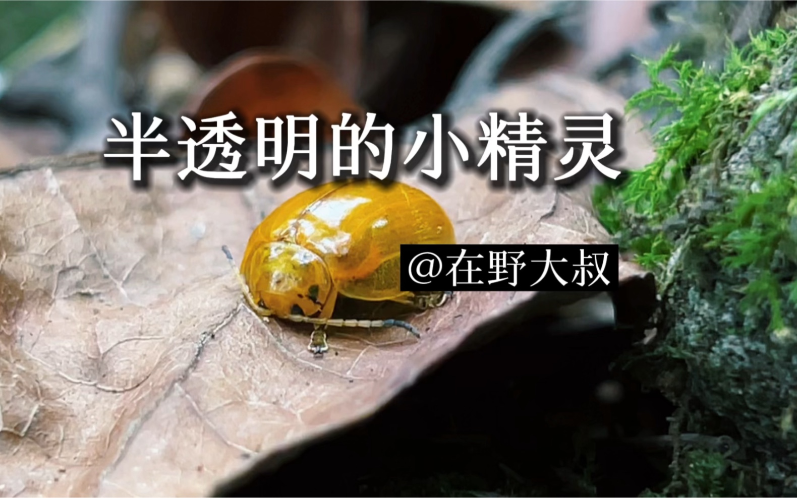 半透明的小精灵#奇妙的动物 #昆虫世界 #好奇昆虫 #神奇动物在抖音