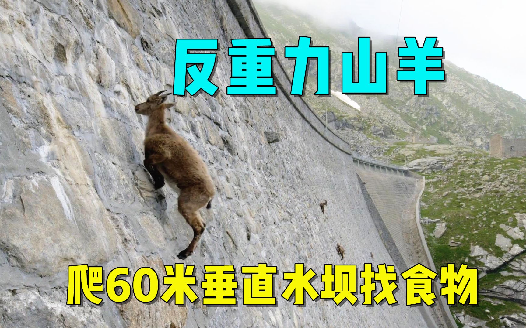 [图]山羊为了保命，爬90度垂直水坝，只为寻找一种非吃不可的食物