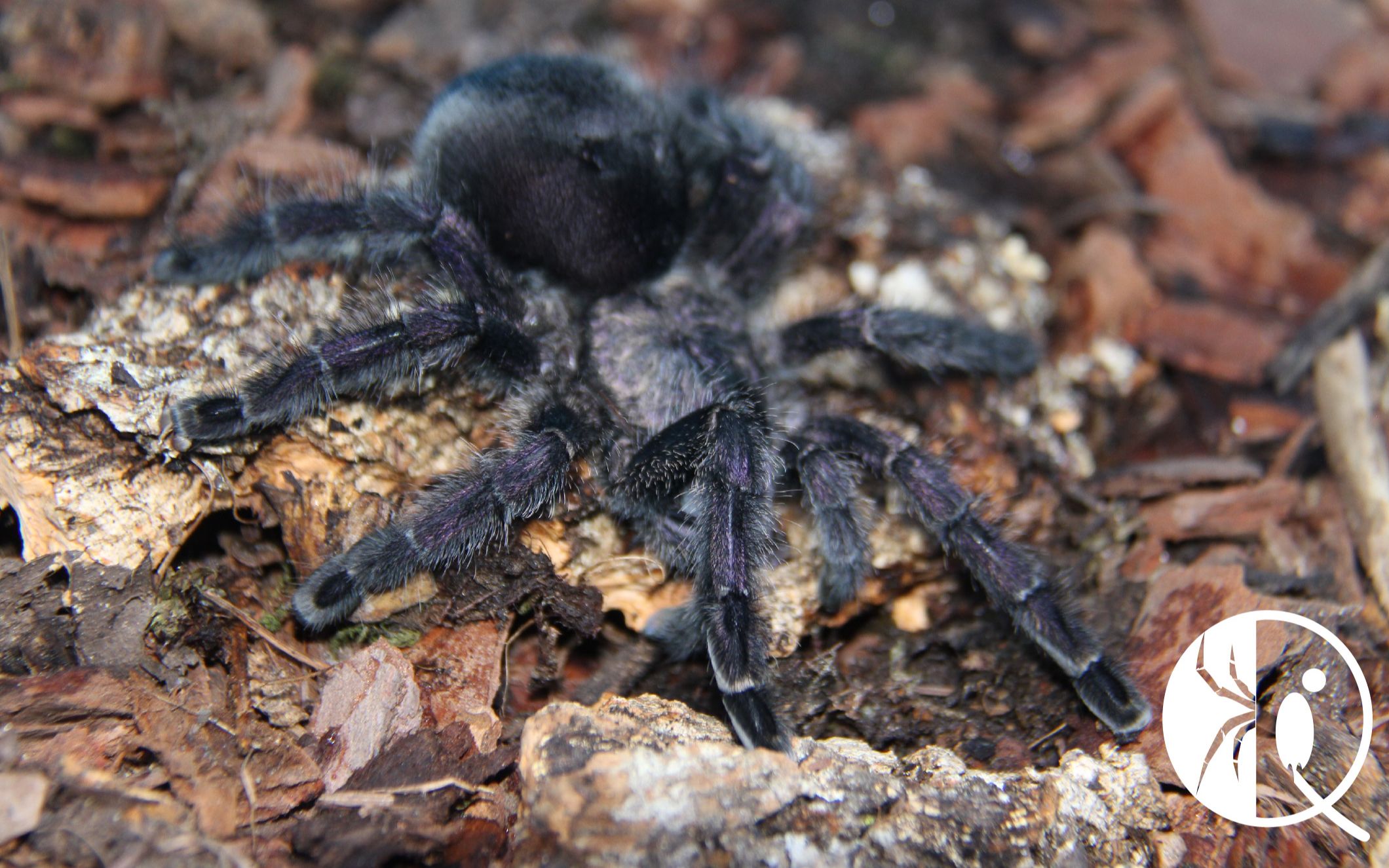 祁one捕鸟蛛品种科普系列厄瓜多尔紫粉趾