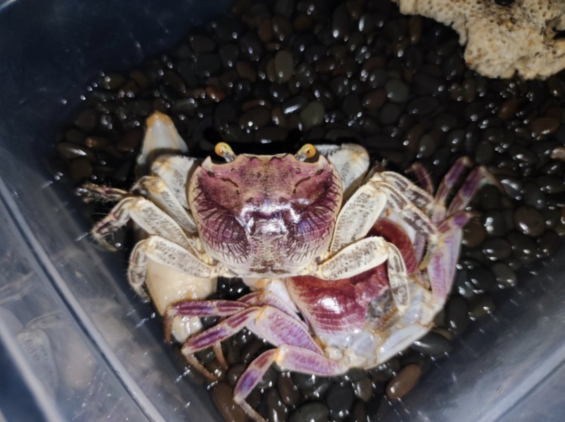 【成长】格雷陆方蟹8蜕成功!