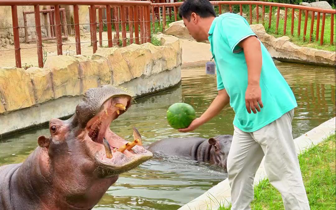主播和饲养员给河马投喂西瓜的区别