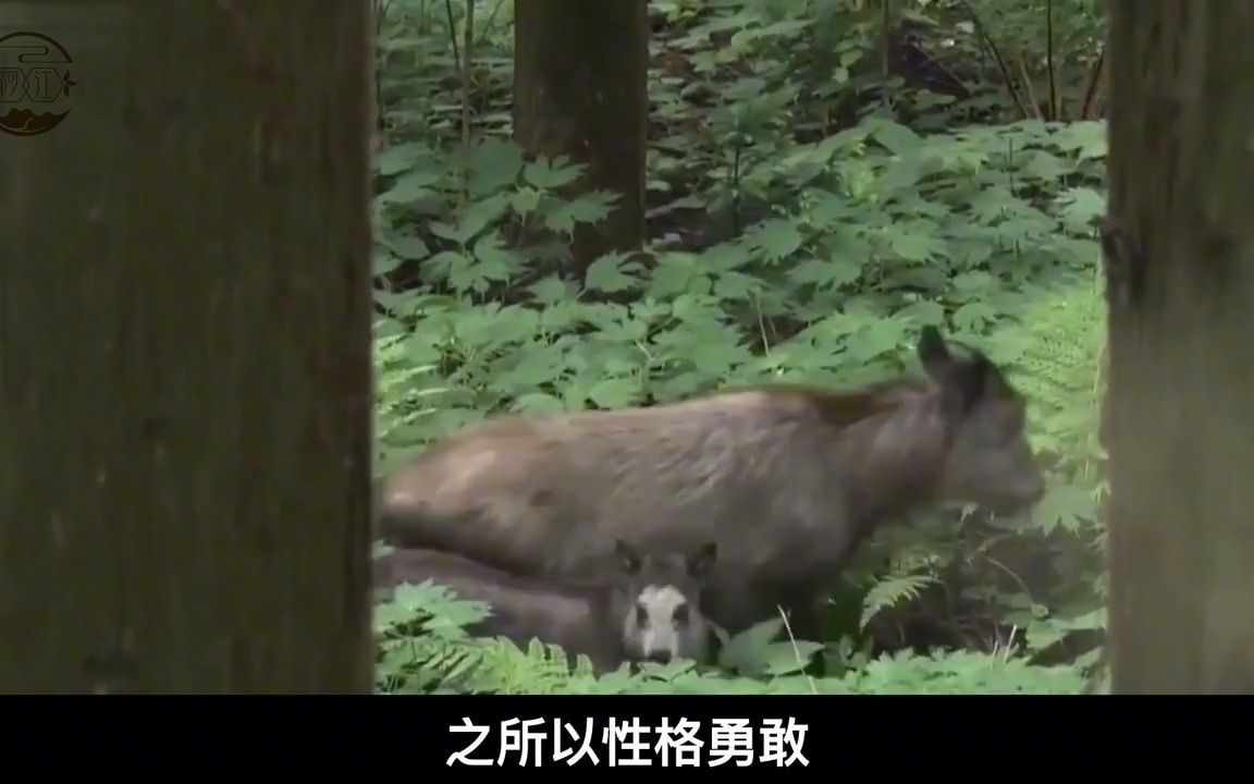 浙江发现神秘物种,似古籍记载的“天马神兽”,稀有程度堪比熊猫哔哩哔哩bilibili