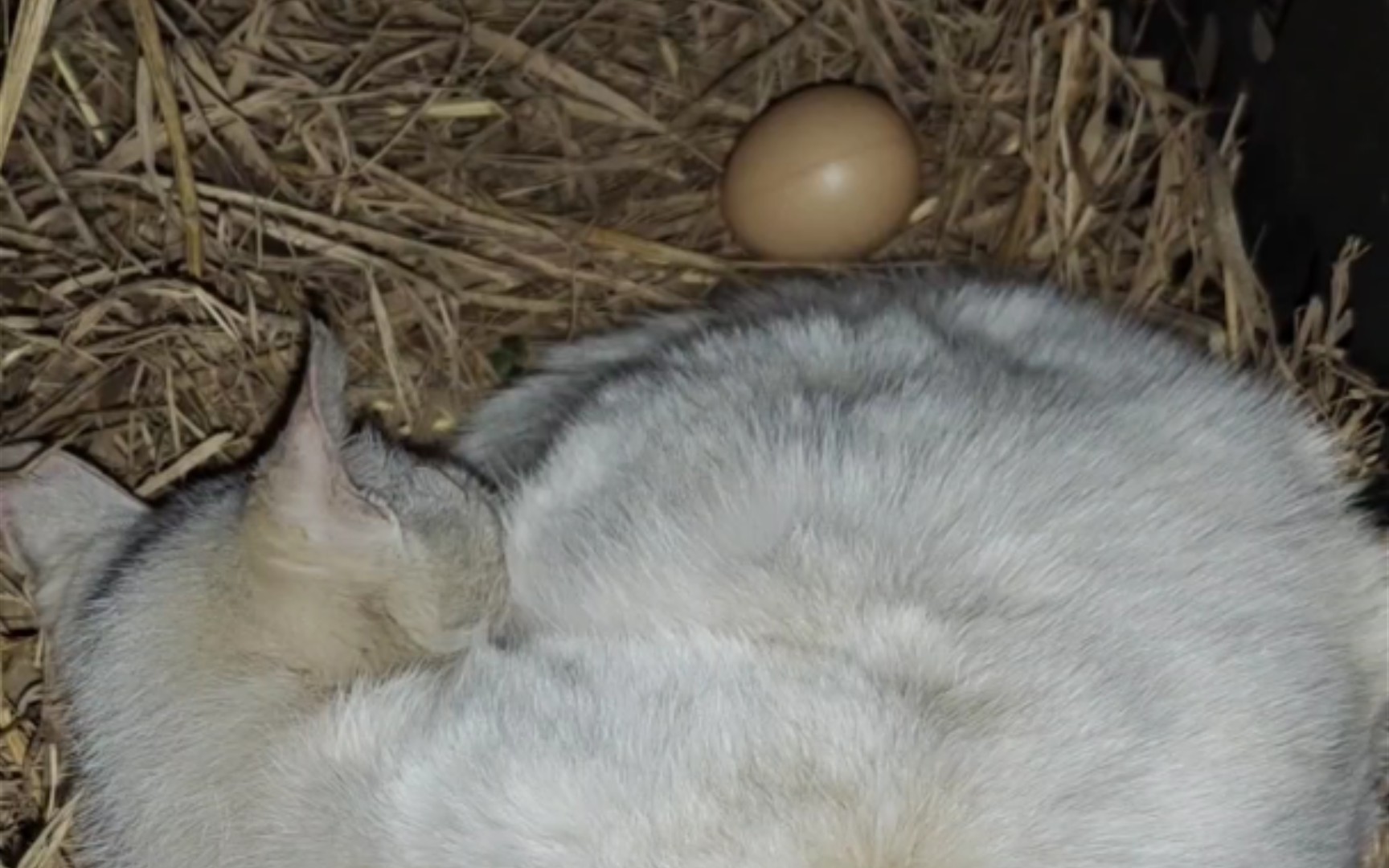 动物界内卷那么厉害,村里的猫还能兼职孵蛋