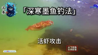 Tải video: 「深寒墨鱼钓法」活虾钓墨鱼水下攻击活饵水下视角