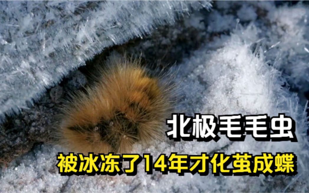 [图]北极毛毛虫：在冰雪里冬眠了14年，才能化茧成蝶，纪录片