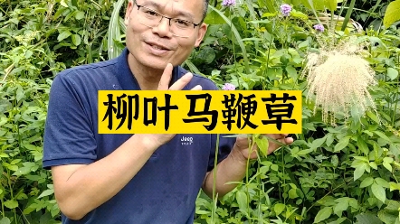 柳叶马鞭草为什么叫柳叶马鞭草?哔哩哔哩bilibili