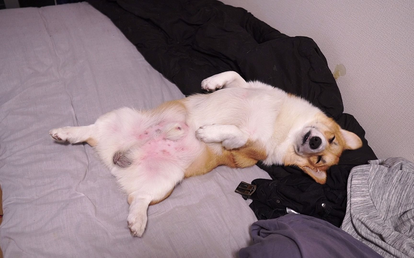 一只柯基犬在睡觉时被主人打扰了