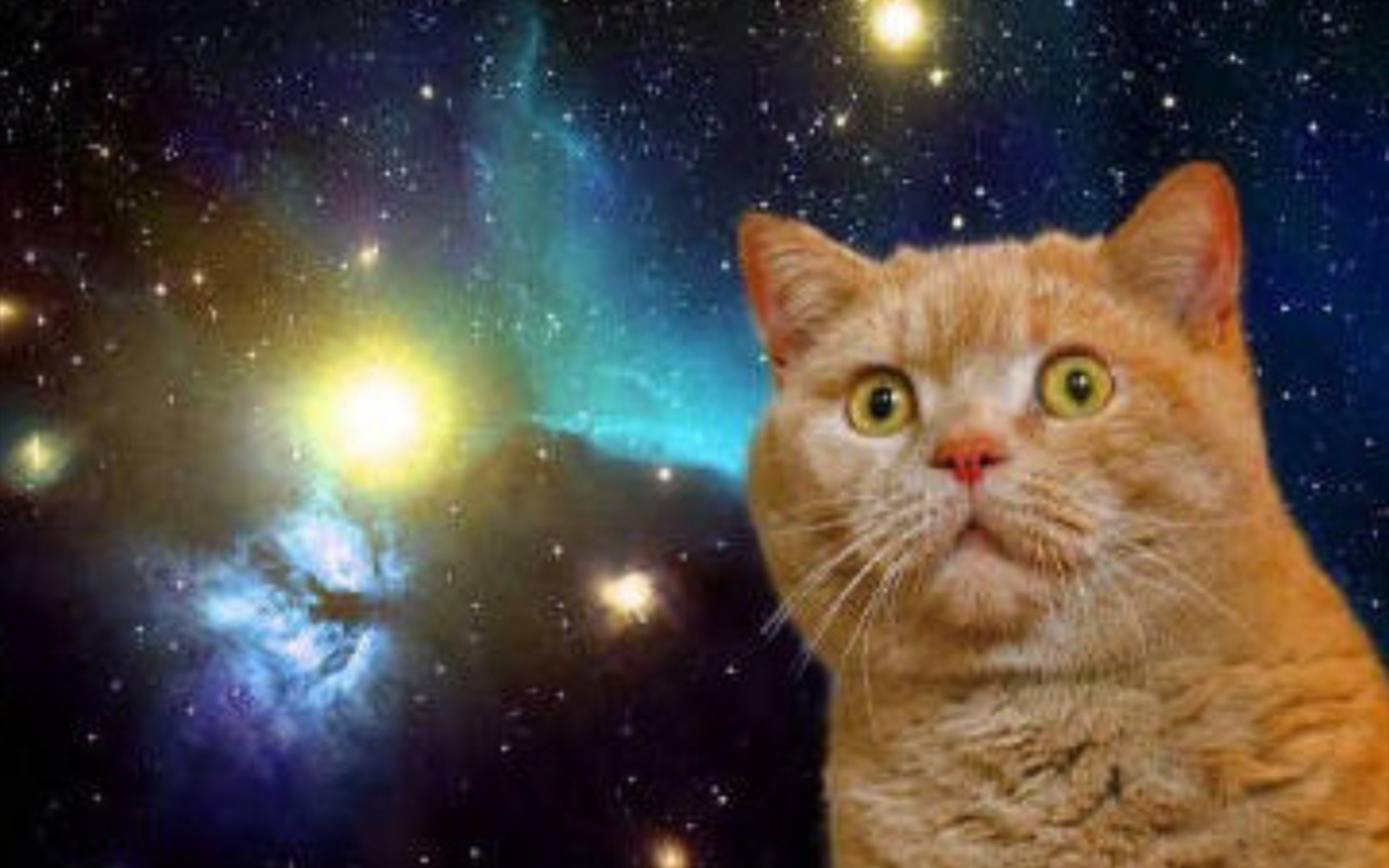 宇宙震惊猫猫图片图片