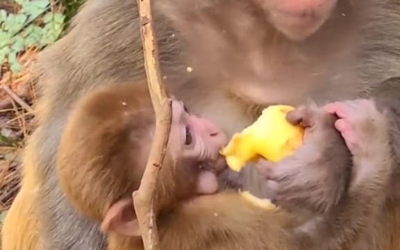 [图]猴妈妈居然喂宝宝？.