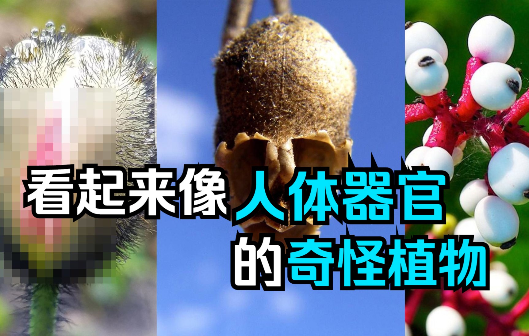 [图]看起来像人体器官的奇怪植物