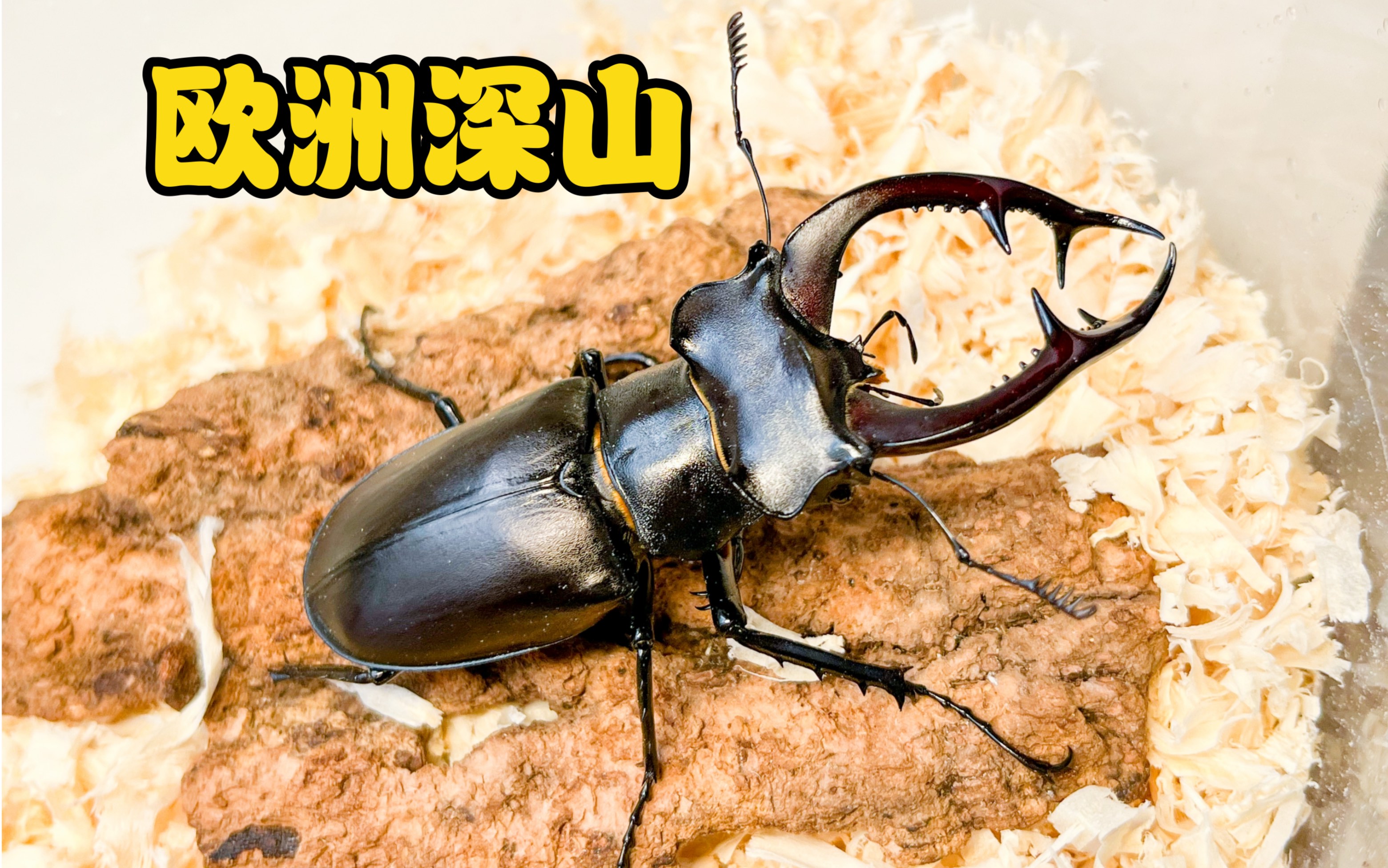 开箱个人最爱的甲虫【欧洲深山锹形虫】lca阿卡巴亚种