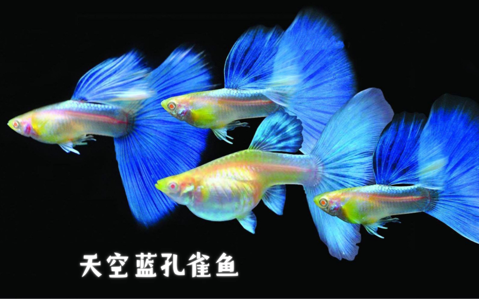 入缸日记-天空蓝孔雀鱼到啦