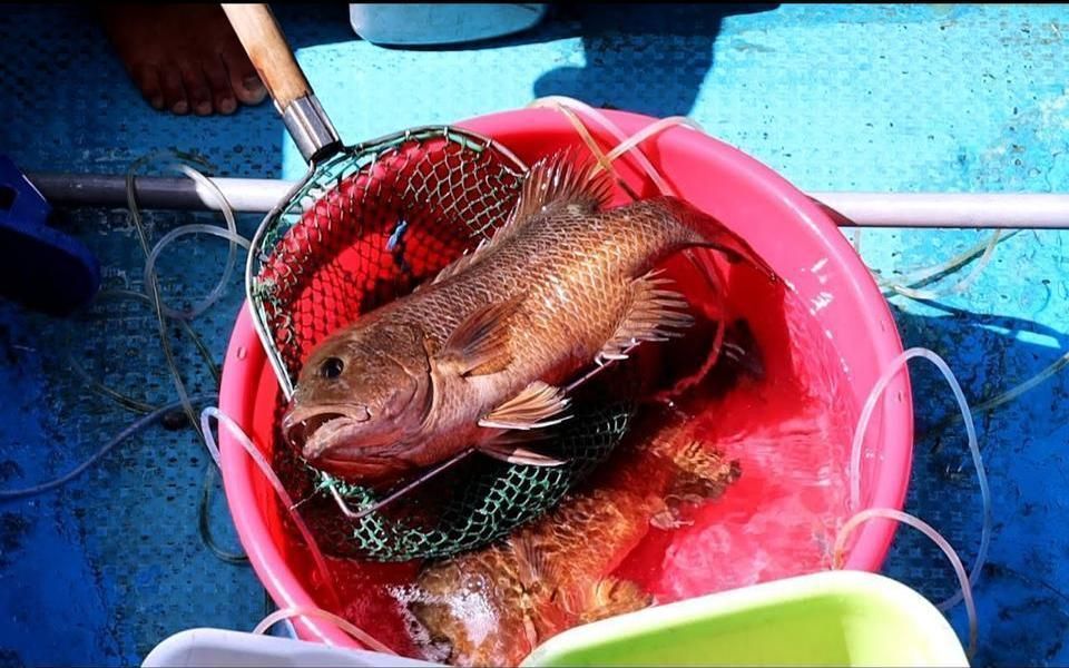 中国香港 | 香港海鲜 西贡码头 生劏大红鮋 红友鱼 红槽鱼 380港元一