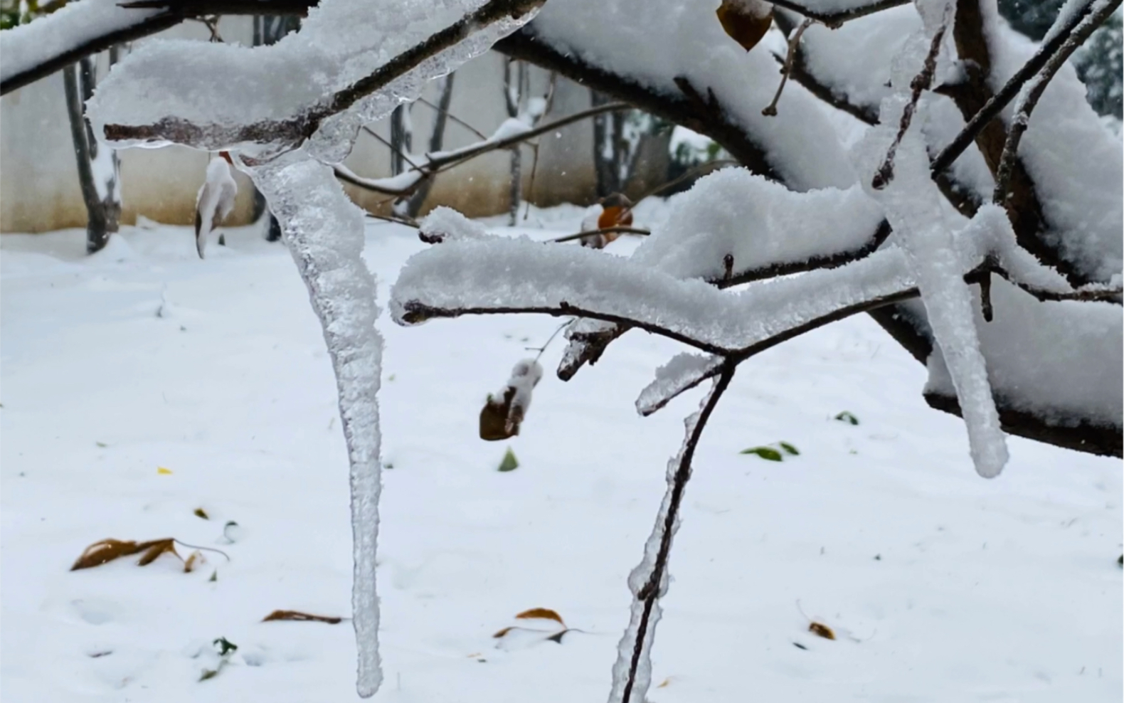 [图]2021年末隆冬即景： 数九寒天，大雪已覆盖庭院的每个角落；室内春意浓浓，花草在冬日的阳光下越发充满活力