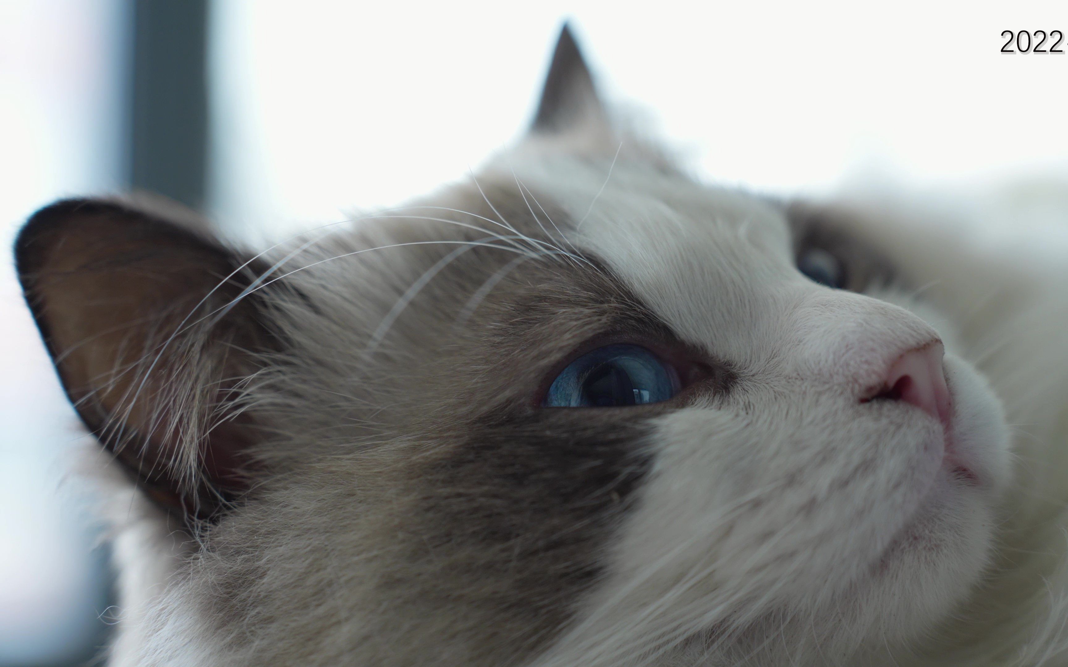 [4k] 布偶猫 毛豆 玩具鸭