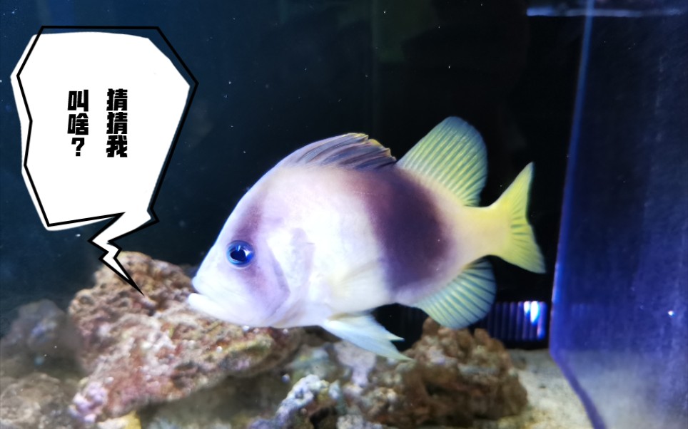 这鱼蓝眼睛,嘴巴有点地包天,尾巴却很漂亮,大家知道是什么鱼吗?