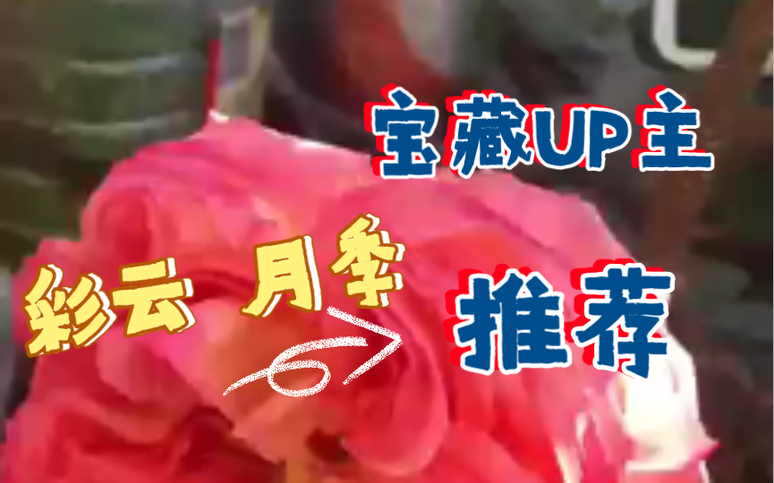 彩云月季国月、大花淡香花期长、抗病能力强少黑斑少红蜘蛛哔哩哔哩bilibili