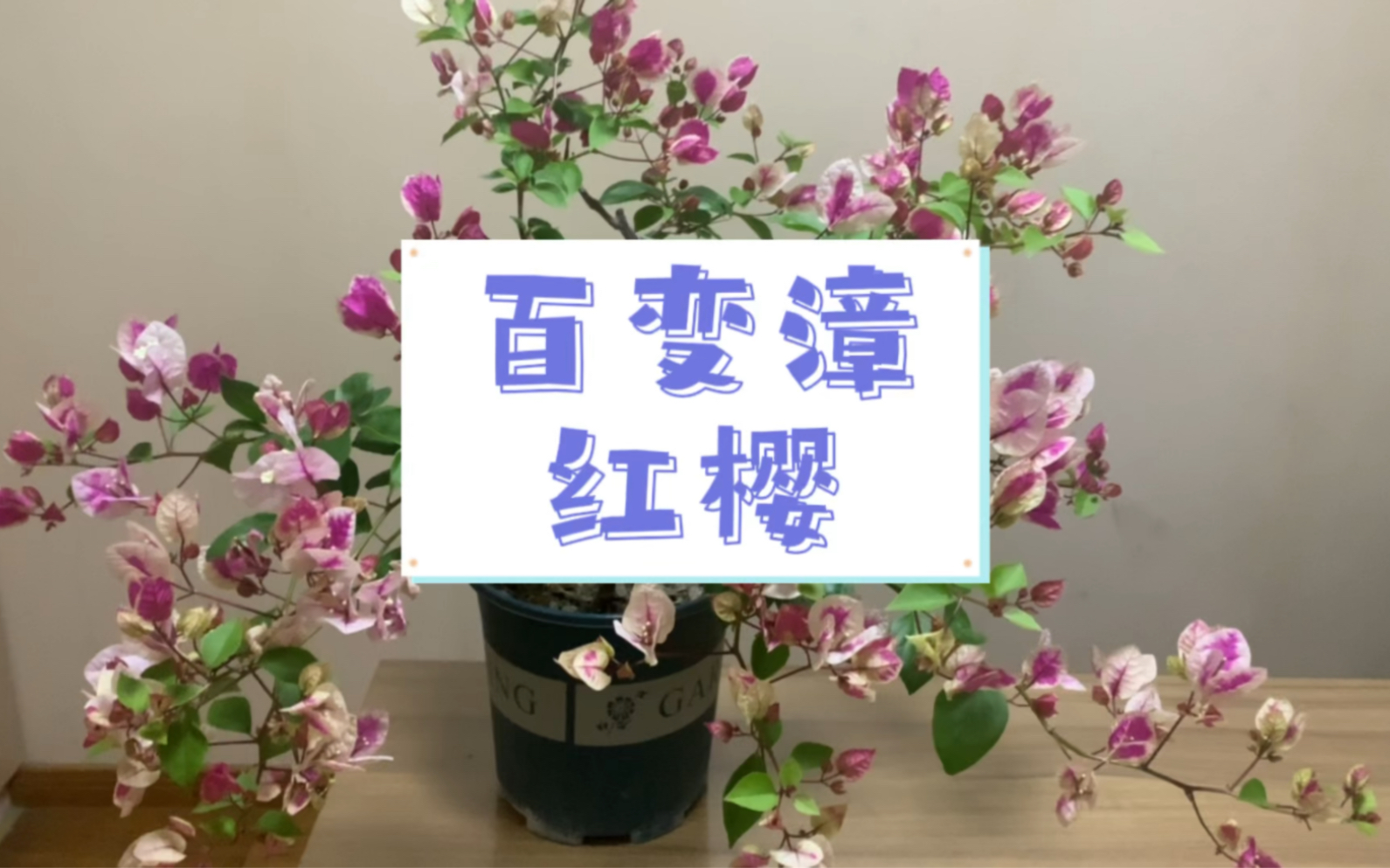 百变花蝴蝶—漳红樱哔哩哔哩bilibili