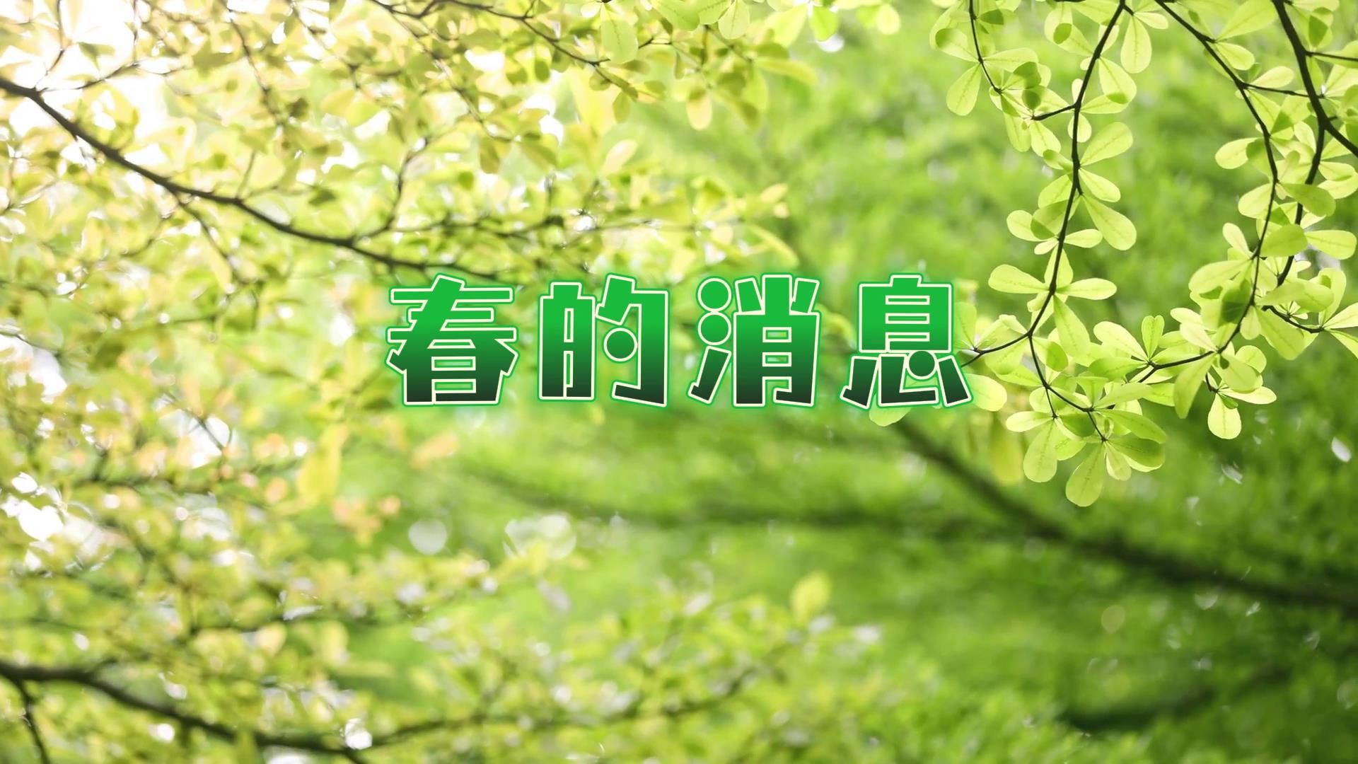 s1356儿童朗诵《春的消息》#原声练习 儿童口才演讲比赛节日晚会演出