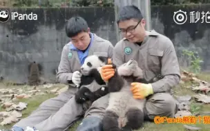 下载视频: 【大熊猫盼青】奶爸非礼小豆妹辣，小豆妹：咬你哦（2017）