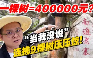 Descargar video: 普洱茶：一棵树=400000元？老高一脸尴尬“当我没说”！连挑9棵树压压惊！