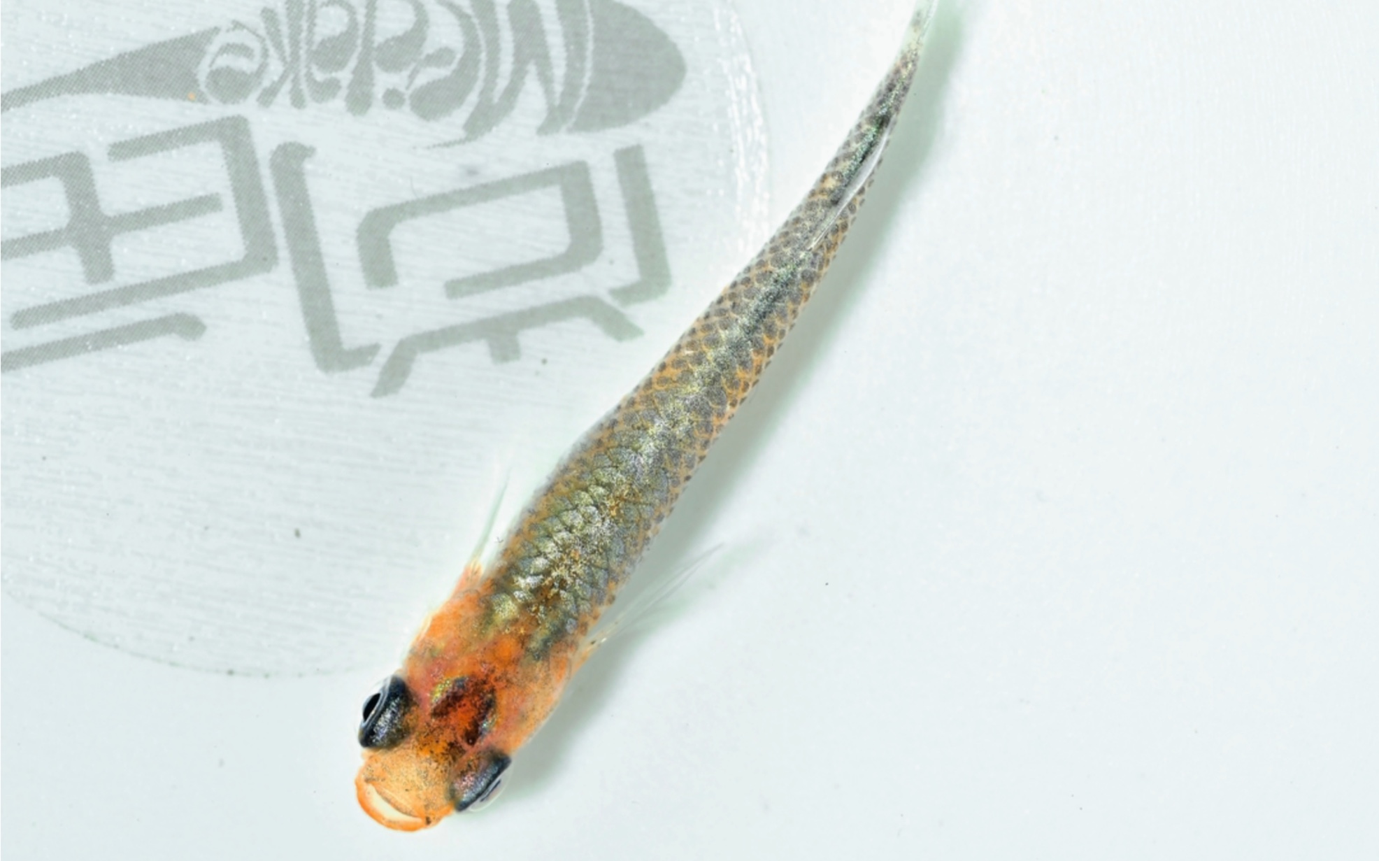 尚鱼-观背青鱂-绿翠(亲种)众多好鱼已上架,喜欢的请关注