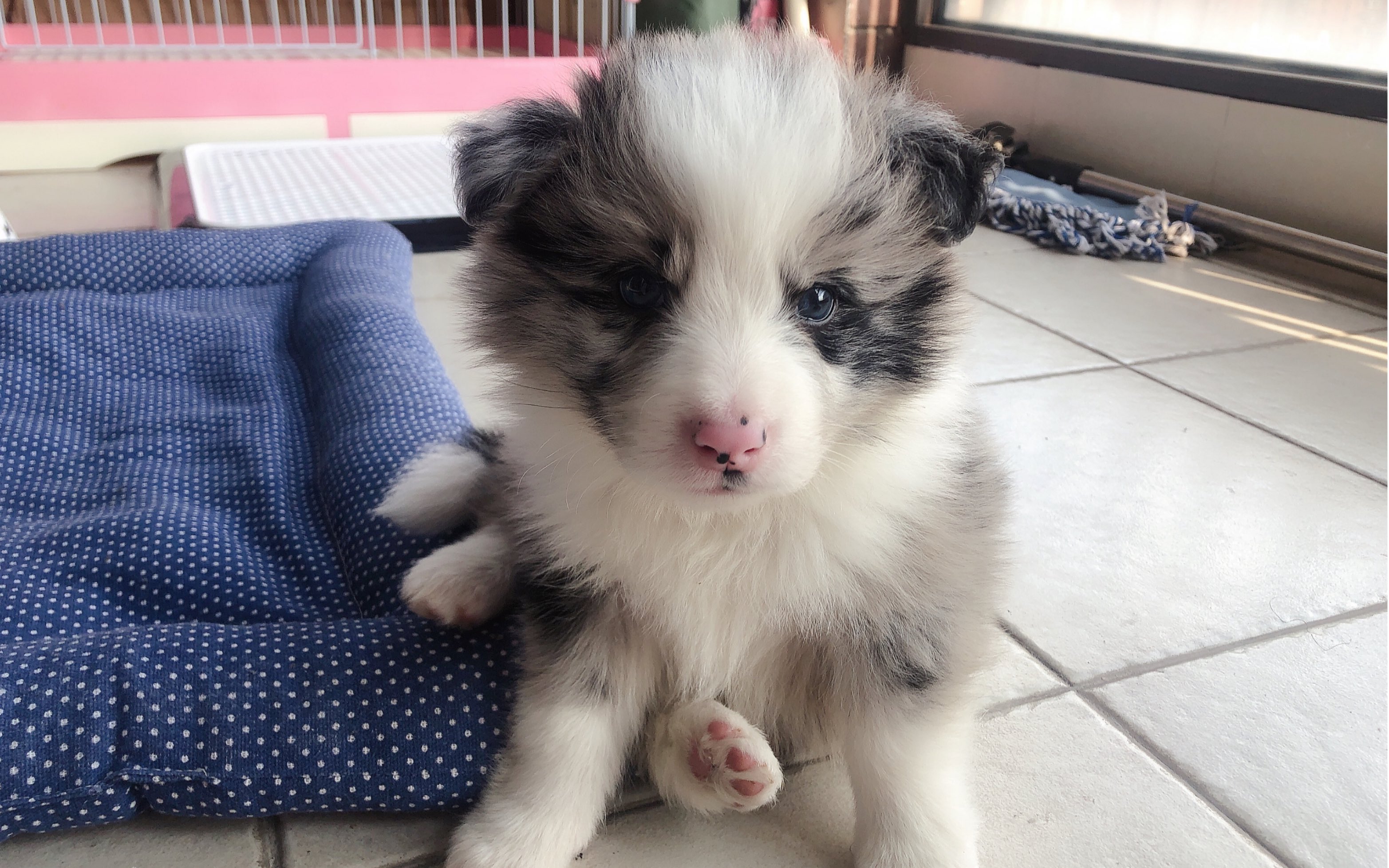 拿铁的奶萌日常蓝陨石边牧真香了