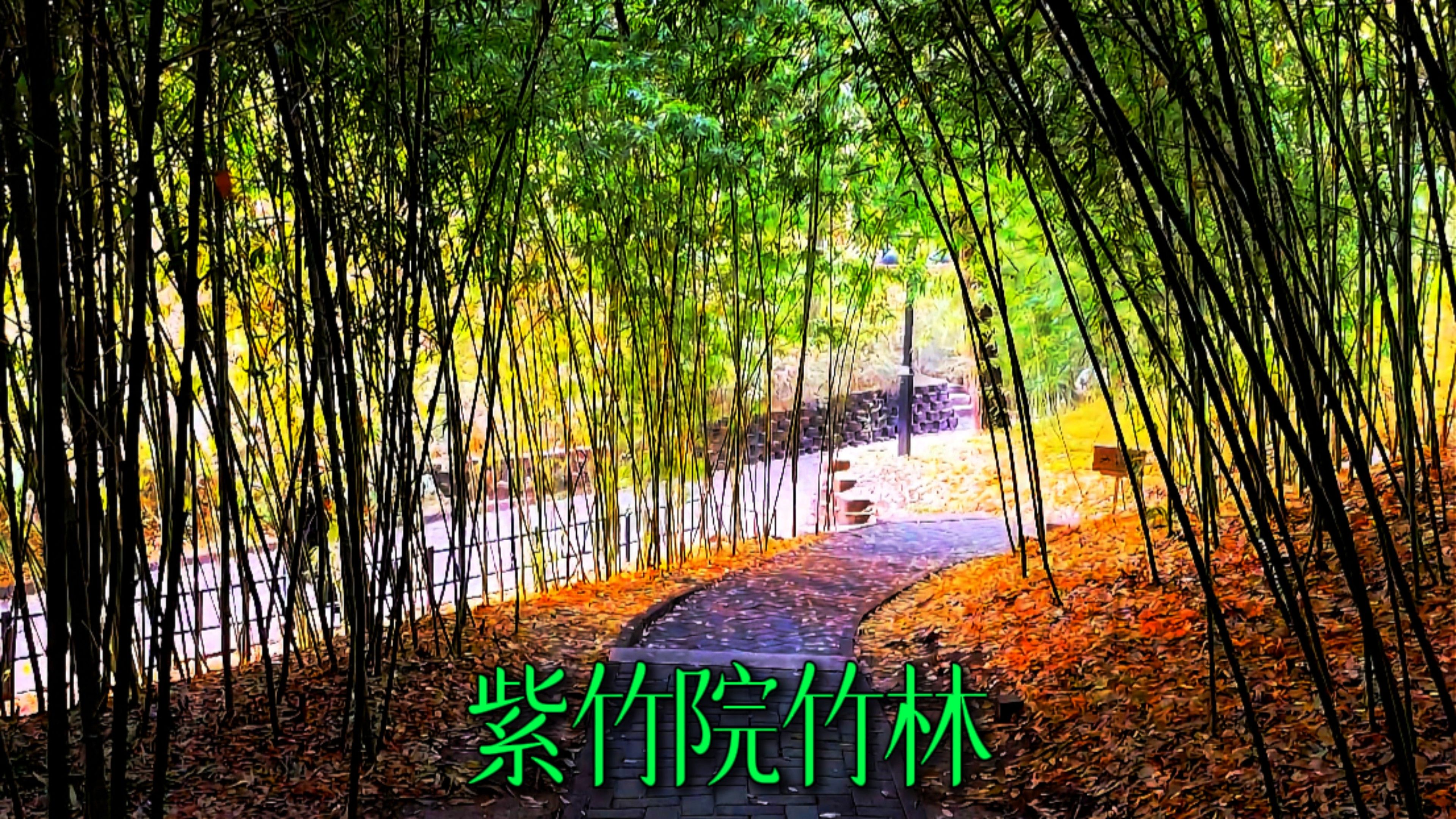 北京紫竹院、竹林幽静哔哩哔哩bilibili