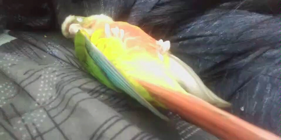 鹦鹉睡姿清奇的凤梨受惊后把头埋到主人衣服里