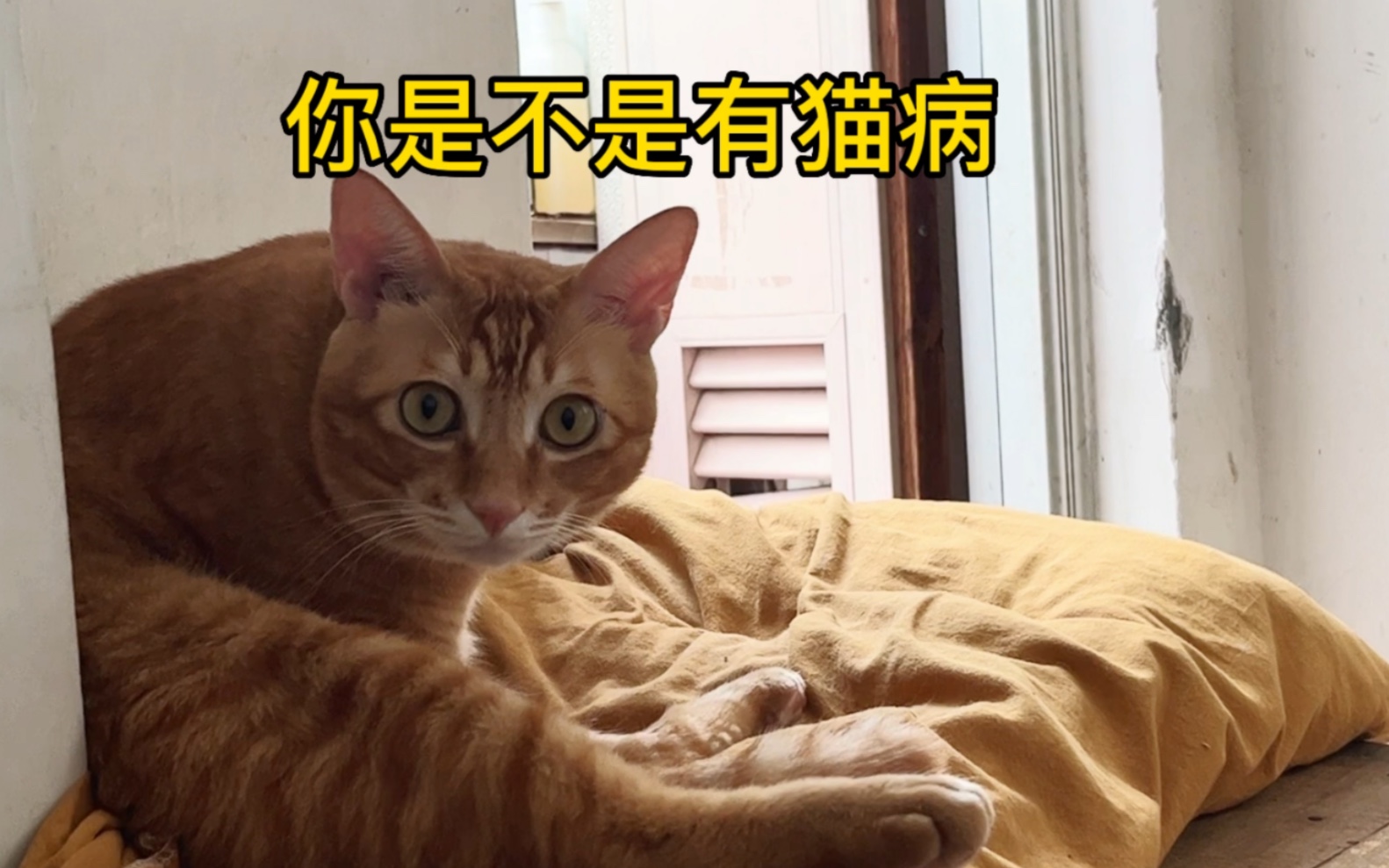 [图]猫：要不～，你来？