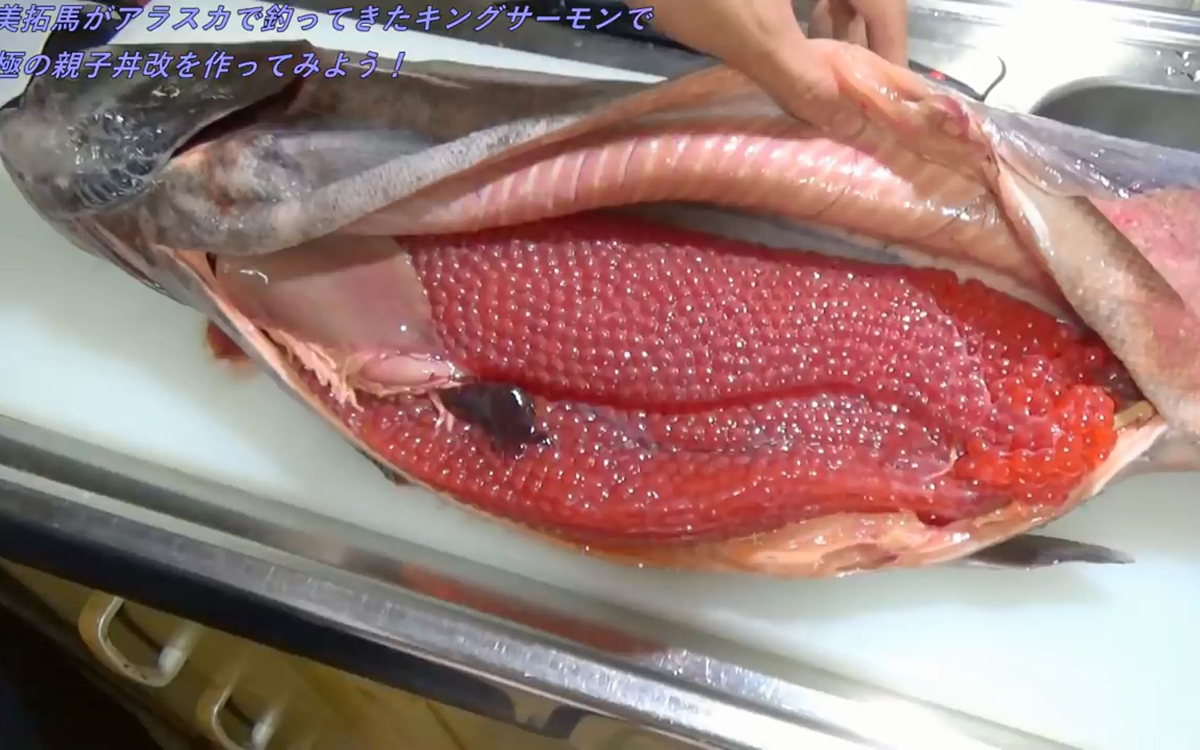 粉身碎骨系列巨型国王鲑鱼切给你看鱼子爆多肉质鲜嫩