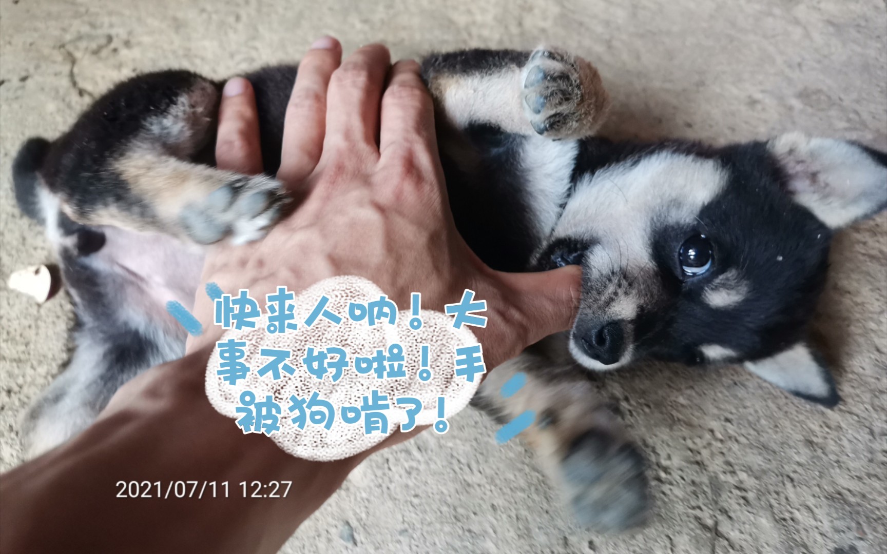 [图]小奶狗！中华田园犬！小奶狗的颜值巅峰时刻！