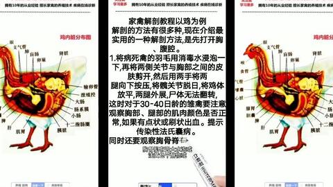 家禽解剖教程以鸡为例解剖步骤横版_哔哩哔哩_bilibili