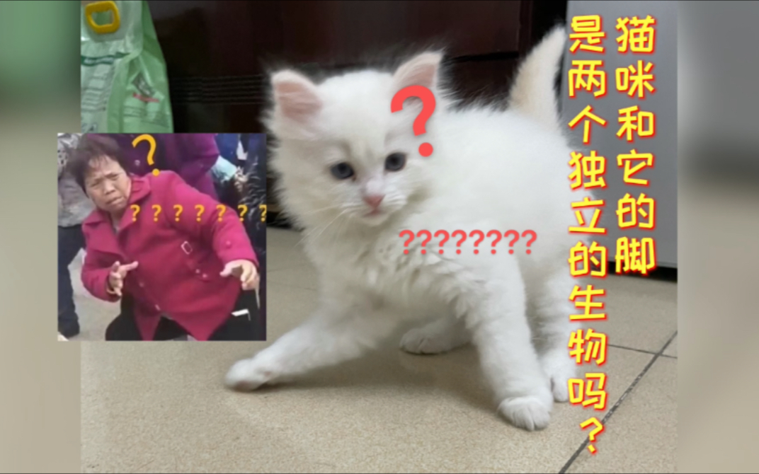 【火焰色布偶猫】「多乐」猫和它的脚是两个分别独立的生物吗?哔哩哔哩bilibili