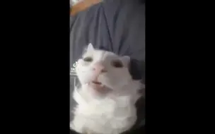 Télécharger la video: Cat impact😱