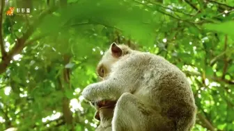 下载视频: 等级低下的小猴每天都要因为食物而被猴群里坏猴子撕咬，看着小猴变成这样心疼啊