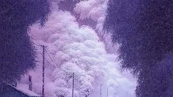 北风潇潇白雪飘飘图片