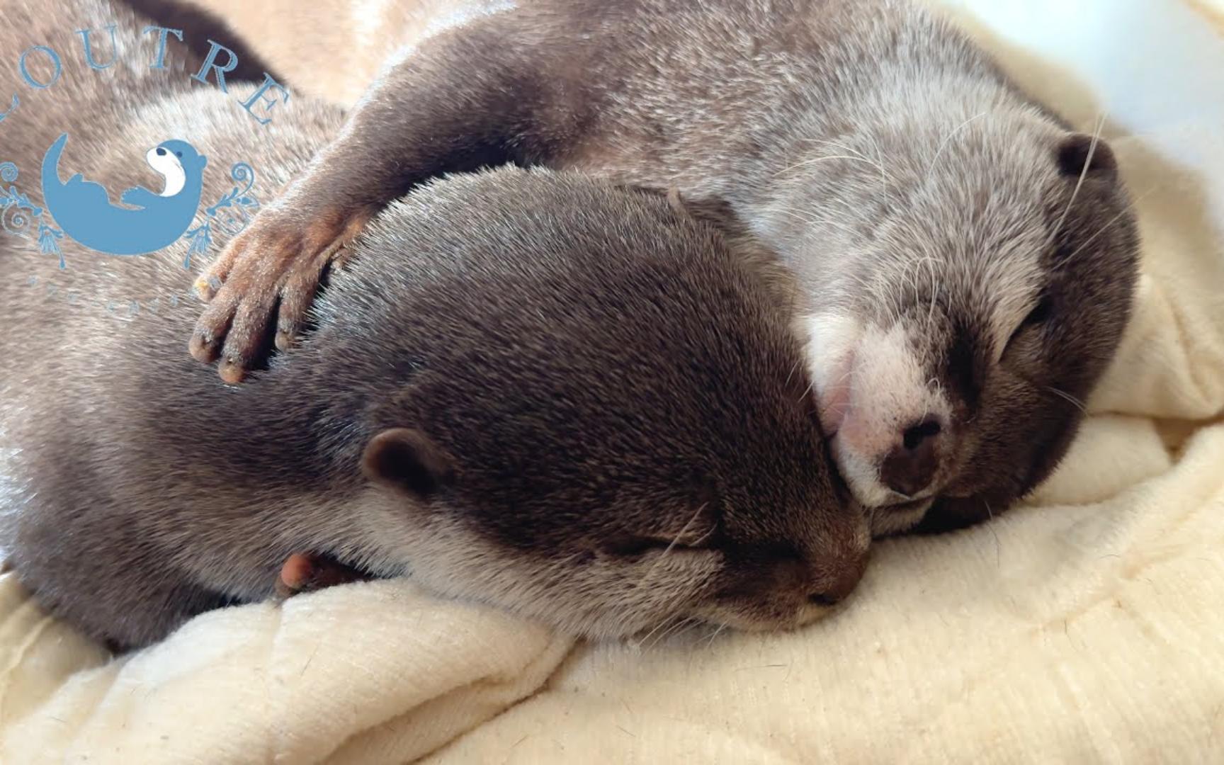 水獭睡觉要抱抱|解压宠物|作者loutre