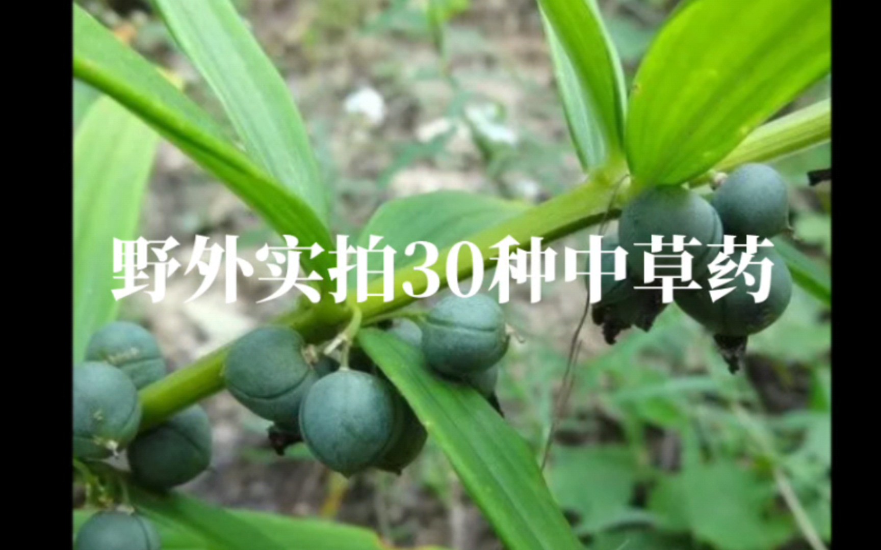 [图]野外实拍30种中草药 (4)