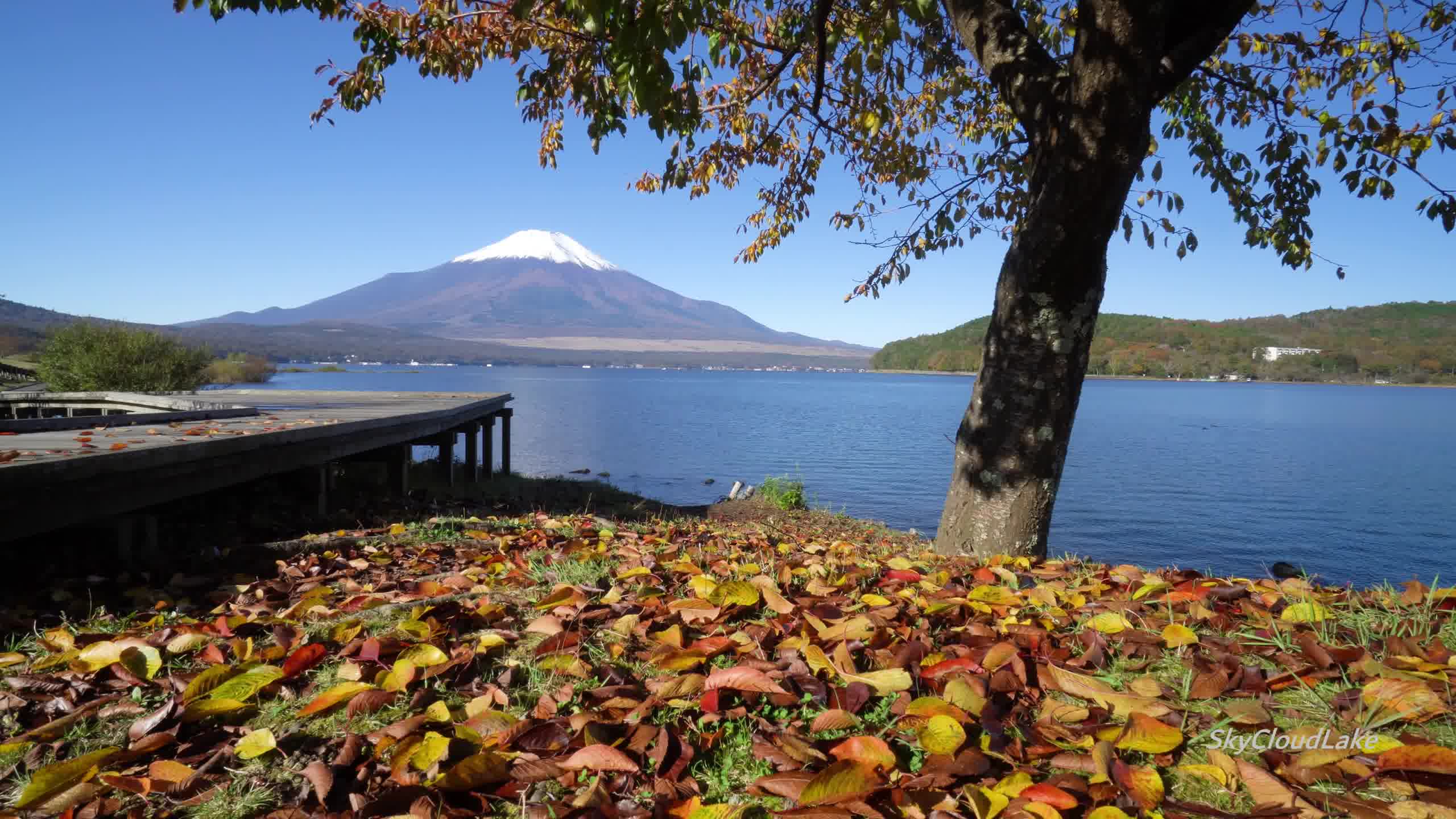 【hd】日本 山梨县 富士山 紅葉始まる山中湖