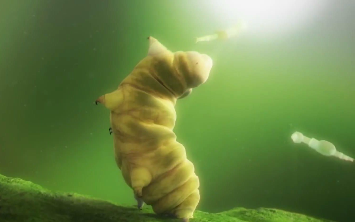 [图]【奥地利/动画】强大的水熊 The Incredible Water Bear (2013)