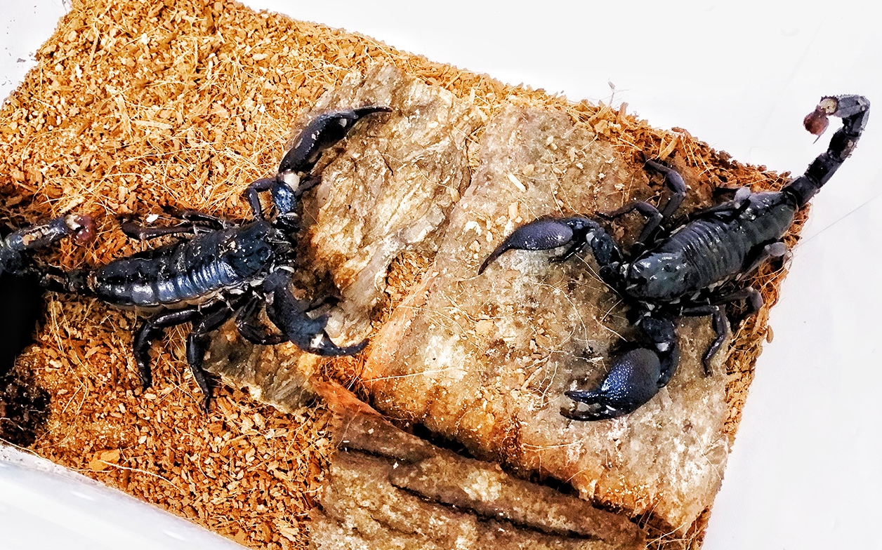 非洲帝王蝎夫妻的日常